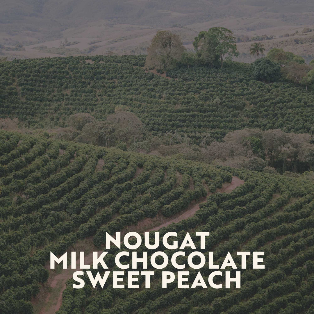 Brazil - Bom Jesus (Espresso Roast)