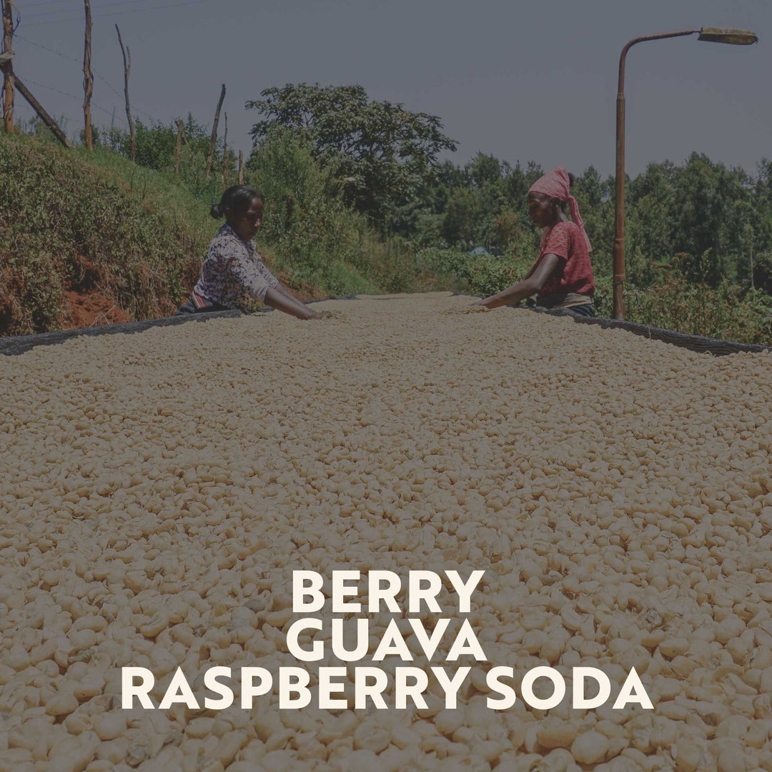 Kenya - Kirinyaga (Filter Roast)