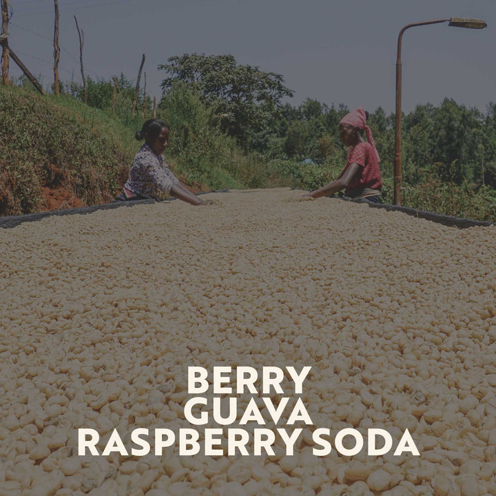 Kenya - Kirinyaga (Filter Roast)