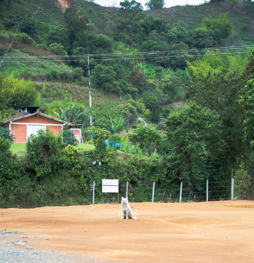 Colombia - Wilton Benitez - Granja Paraiso 92